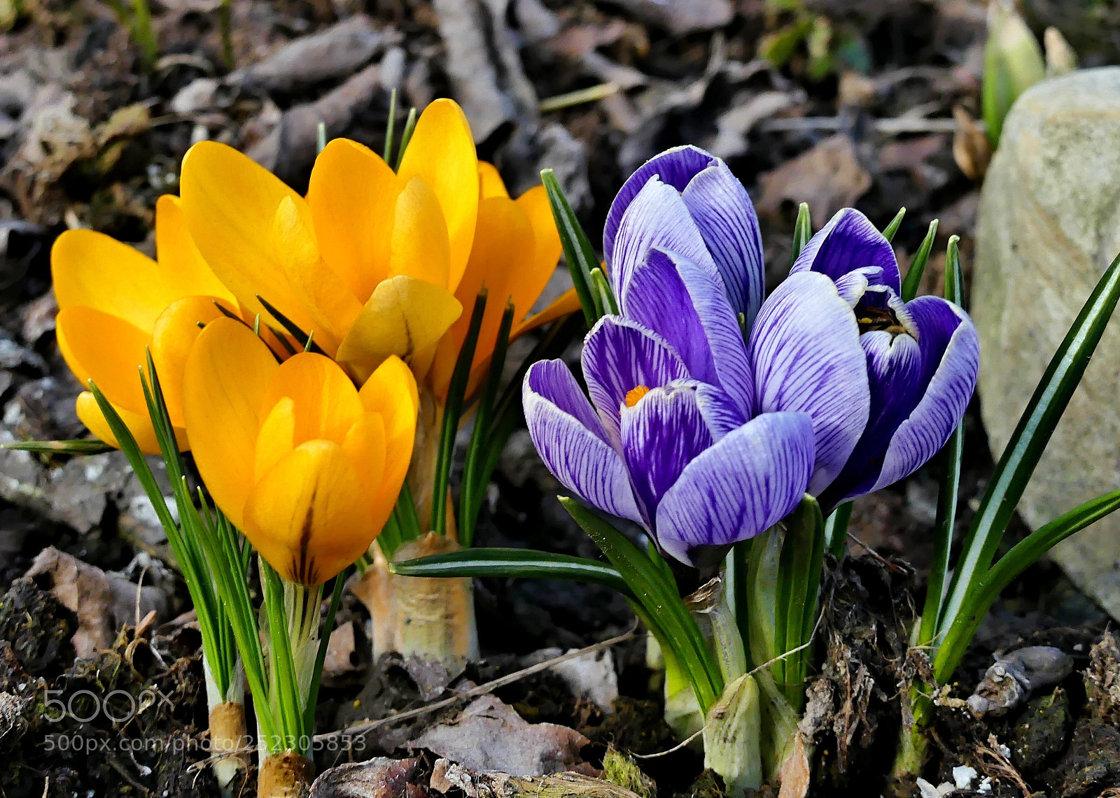 Panasonic Lumix DMC-FZ300 sample photo. Spring in the garden 02 photography