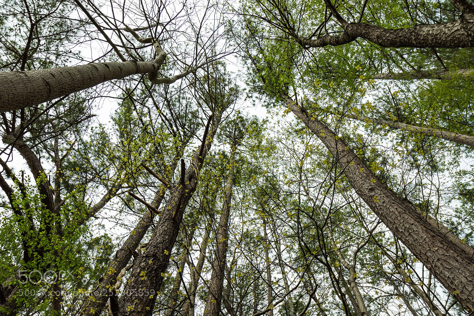 Canon EOS 7D Mark II sample photo. Southern yellow pines photography