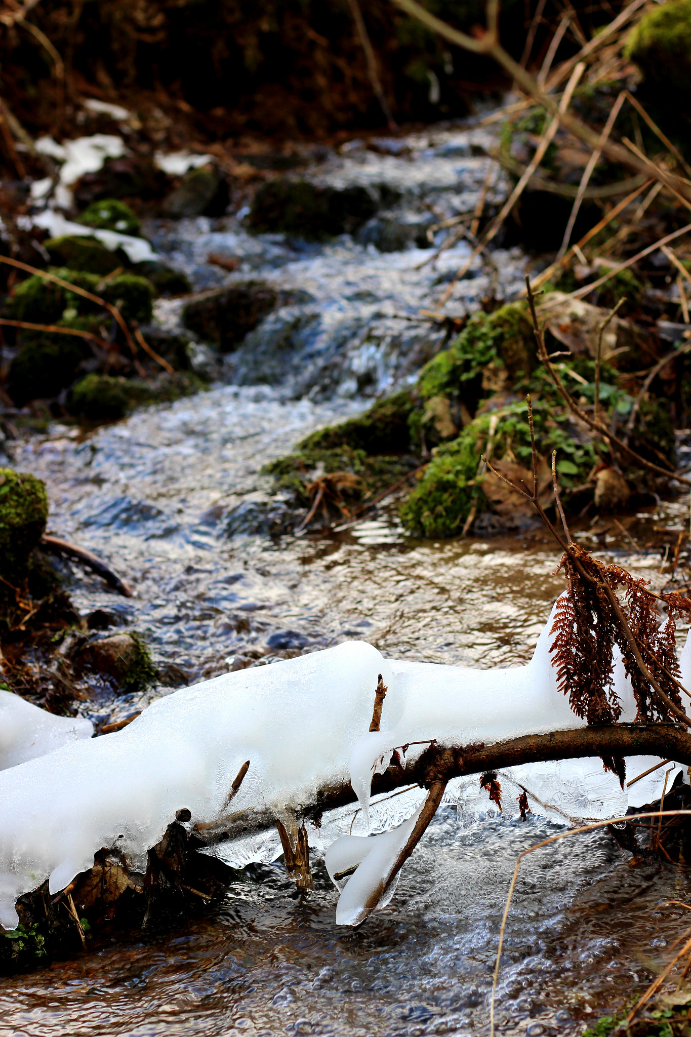 Canon EOS 100D (EOS Rebel SL1 / EOS Kiss X7) + Canon EF 50mm F1.8 STM sample photo. End of the season photography