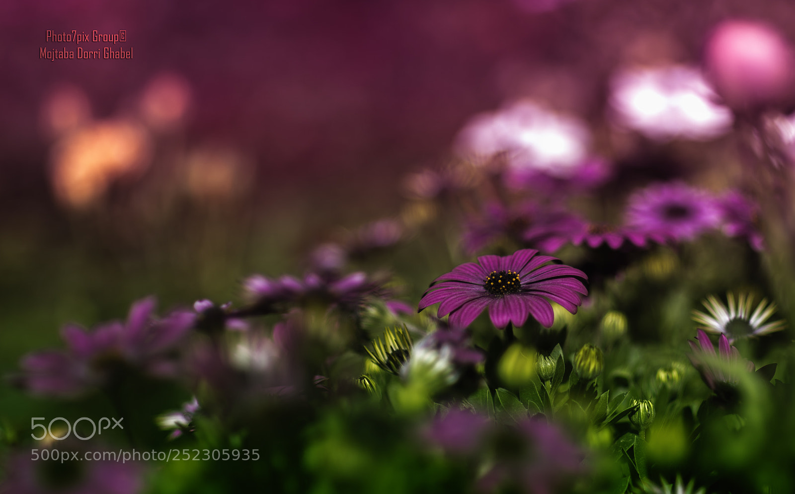 Nikon D810 sample photo. Deep purple photography