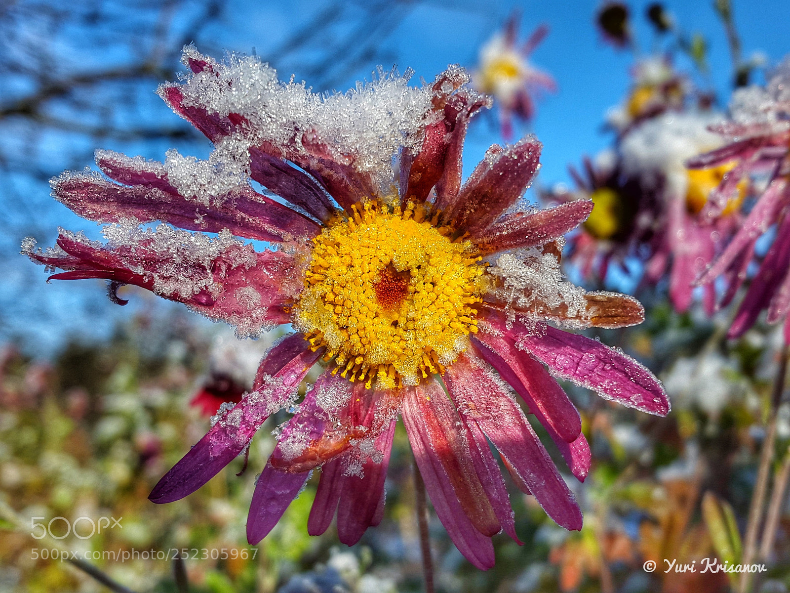 Samsung Galaxy Alpha sample photo. Flowers aster covered the photography