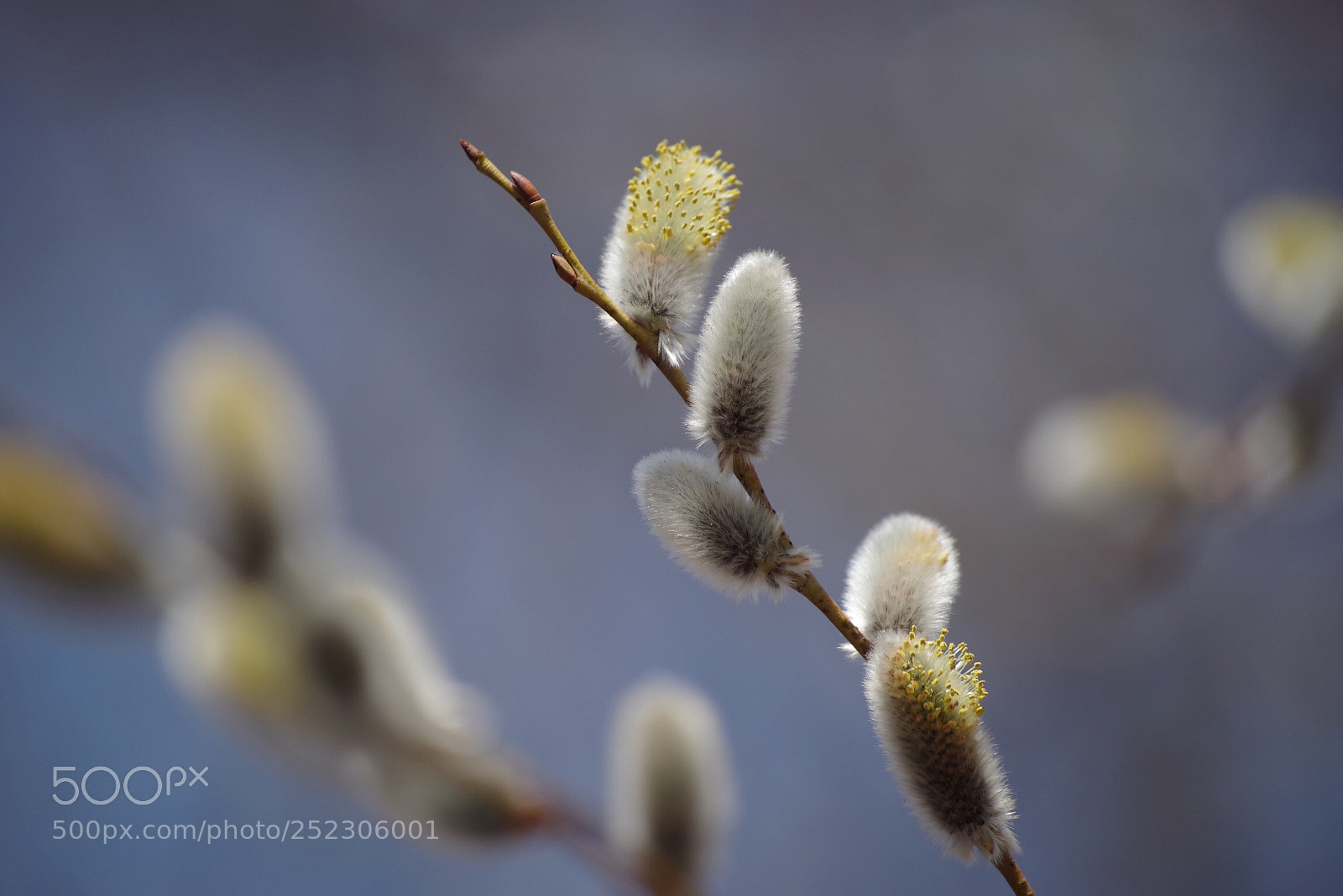 Pentax K-1 sample photo. Willows flowering photography