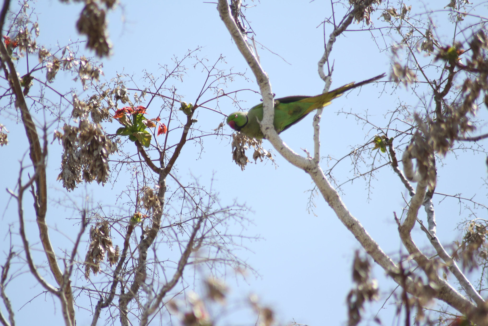 Canon EOS 700D (EOS Rebel T5i / EOS Kiss X7i) sample photo. Parrot photography