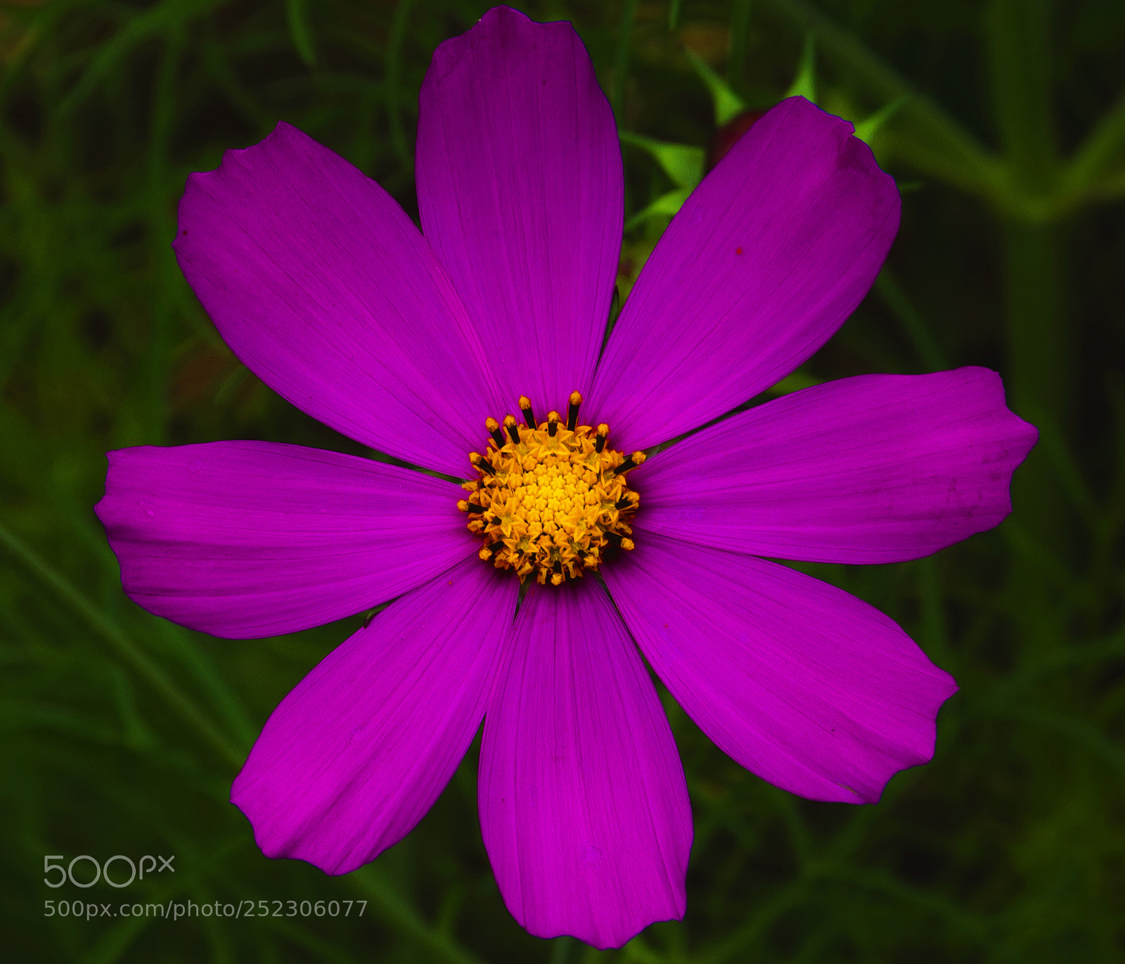 Canon EOS 7D sample photo. Flower photography