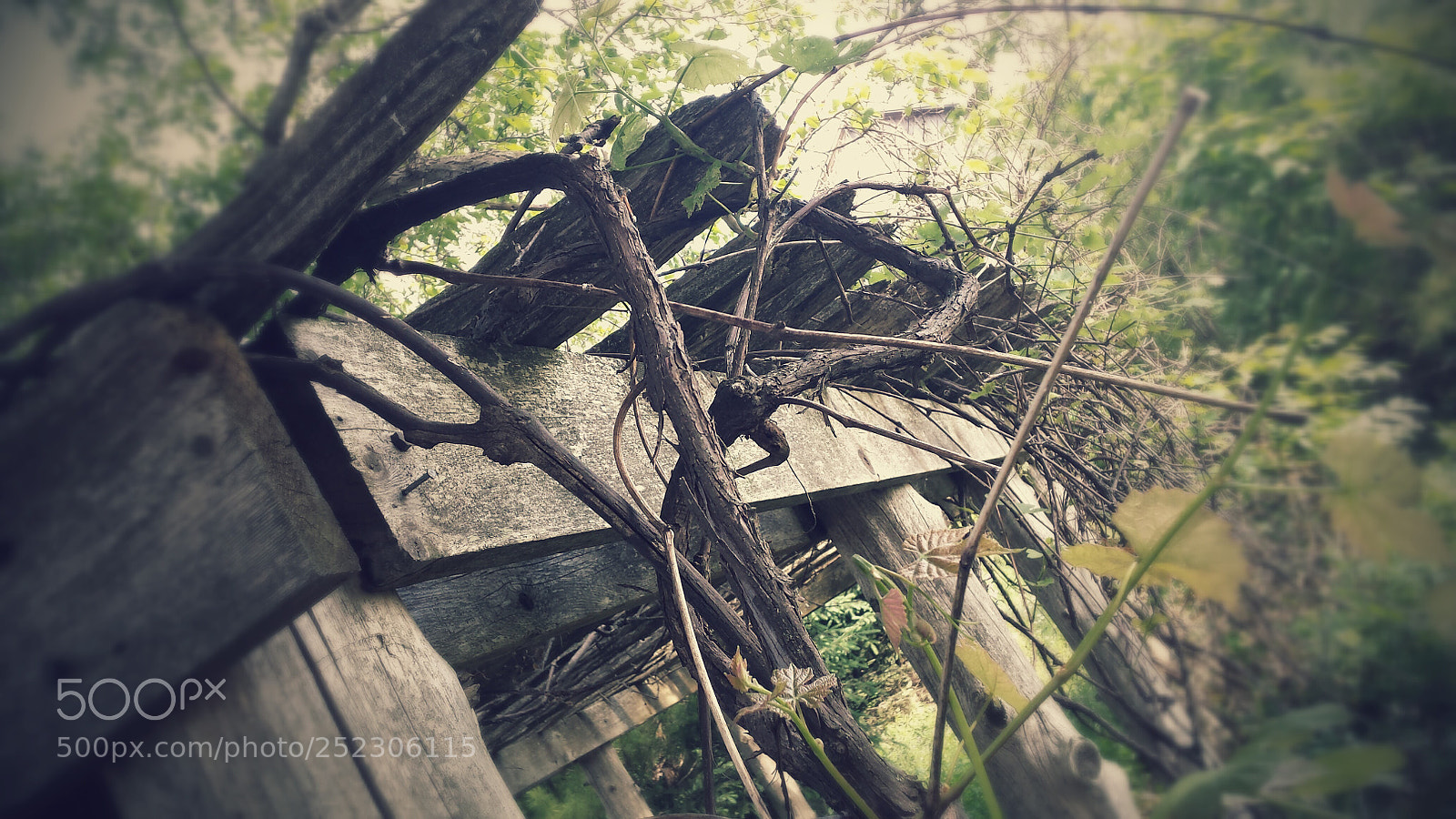 Samsung Galaxy S4 sample photo. Overgrown garden photography