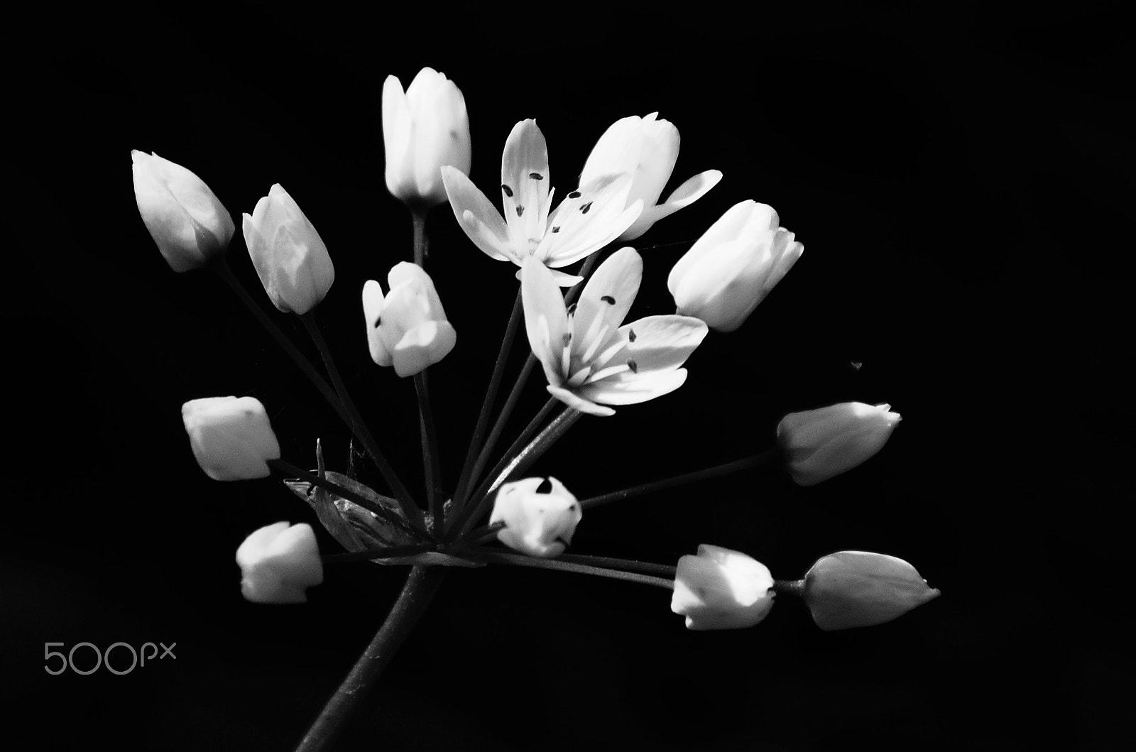 Sony DT 18-200mm F3.5-6.3 sample photo. White beauty photography