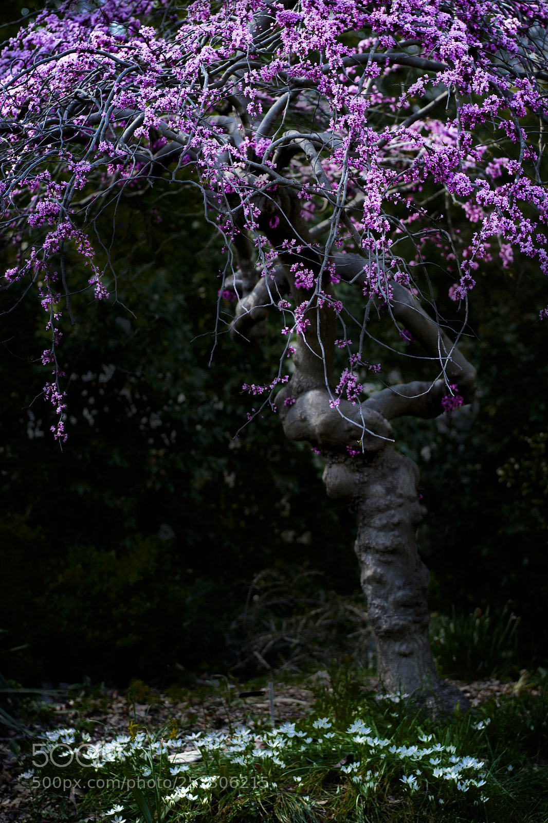 Nikon D5100 sample photo. Dryad rest photography