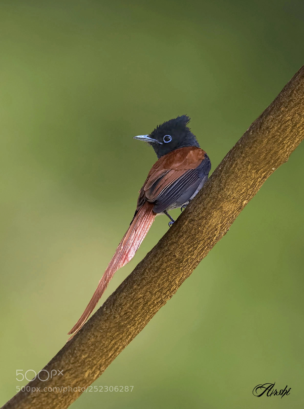 Nikon D5 sample photo. Paradise flycatcher... photography