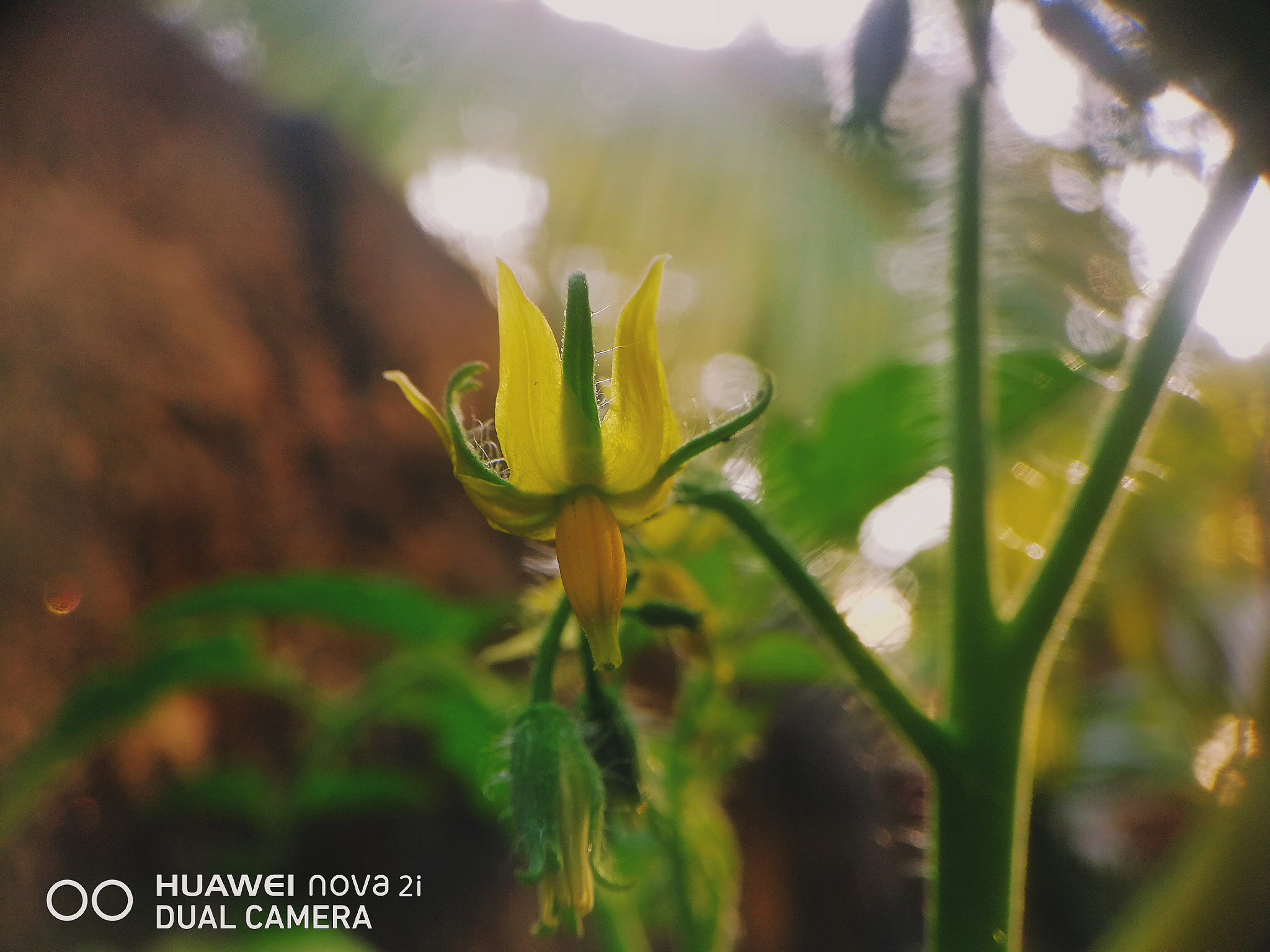 HUAWEI nova 2i sample photo