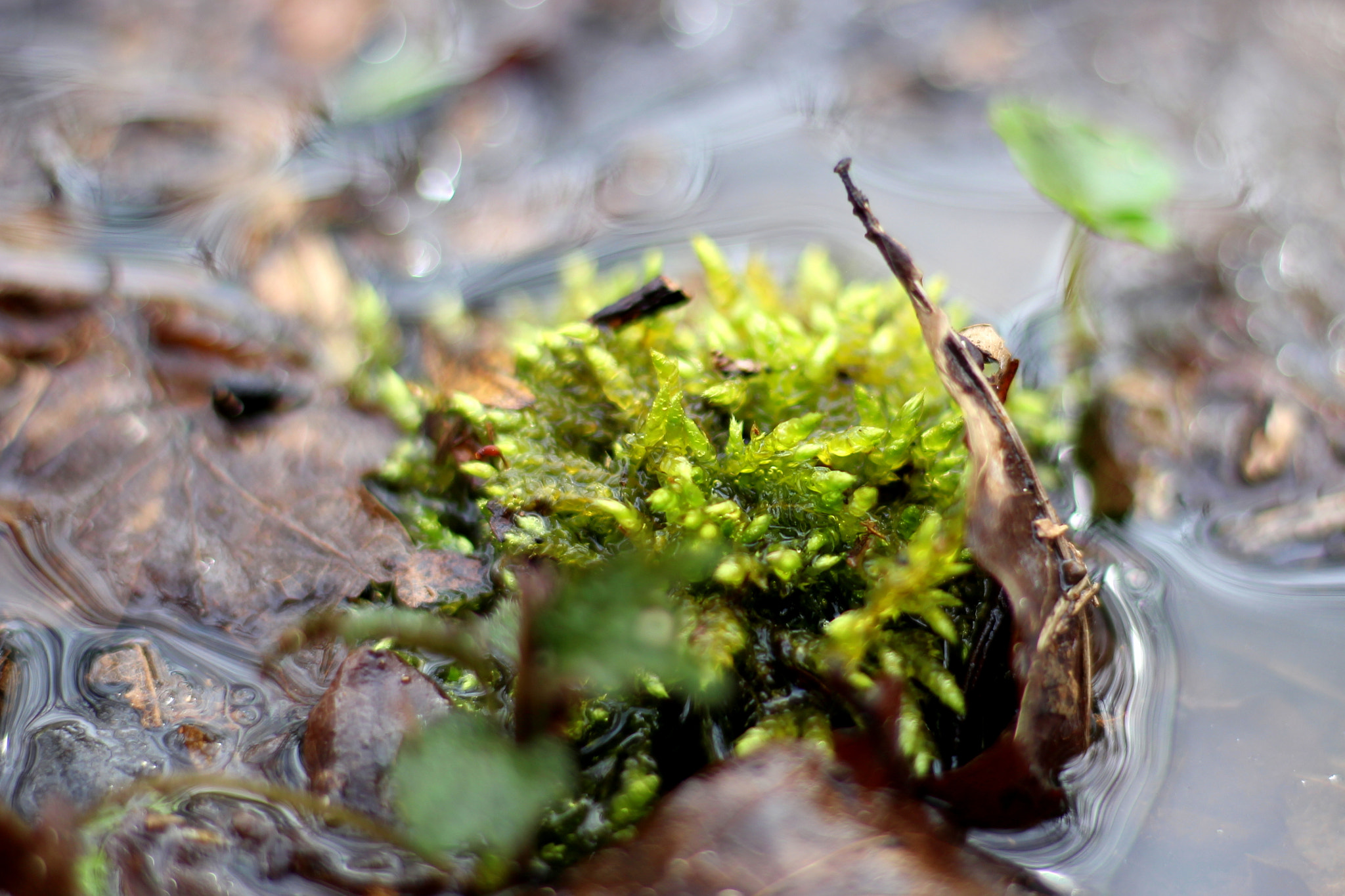 Canon EOS 100D (EOS Rebel SL1 / EOS Kiss X7) + Canon EF 50mm F1.8 STM sample photo. Moss photography