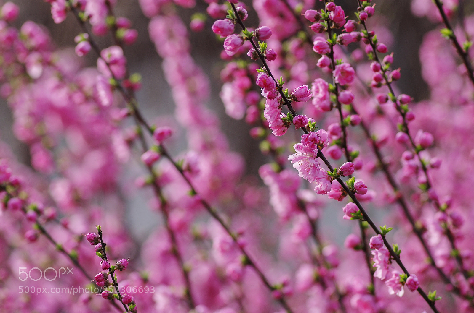 Pentax K-30 sample photo. April photography