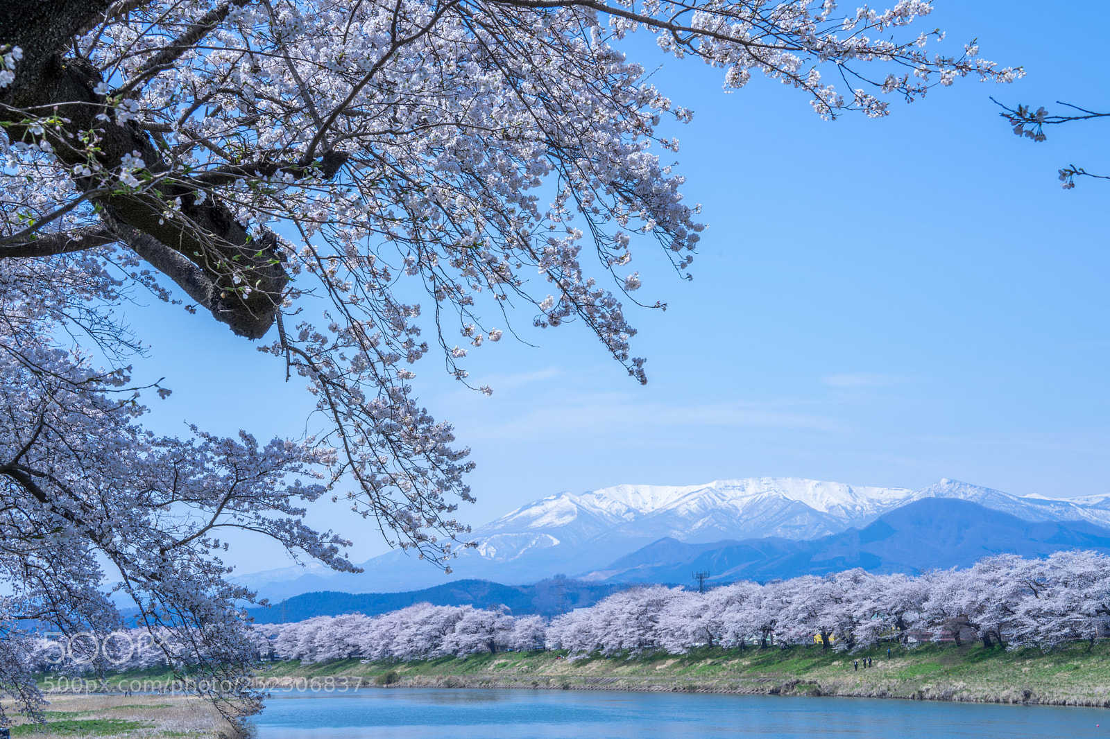 Sony a7 II sample photo. Cherry blossoms with snow photography