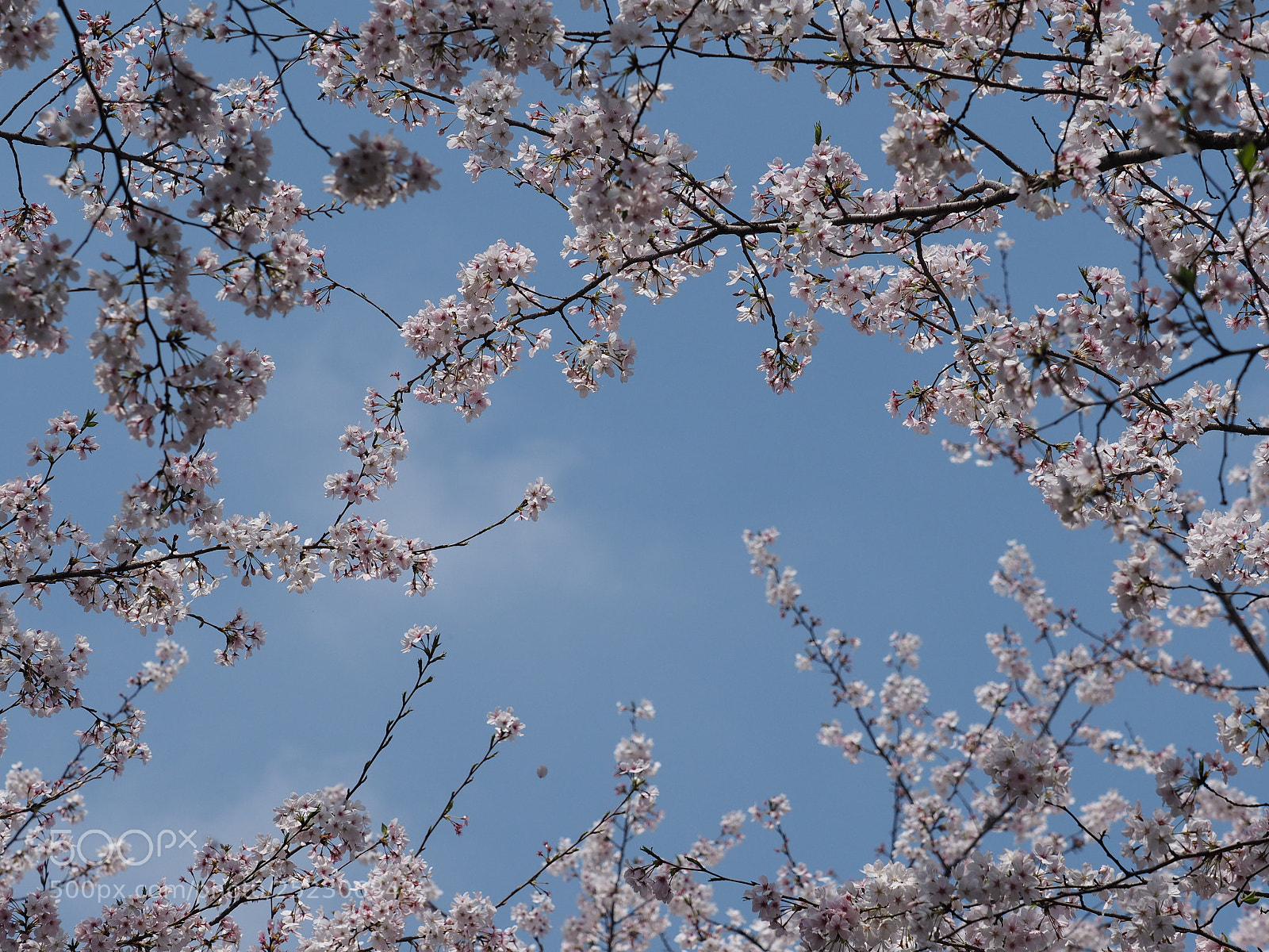 Olympus OM-D E-M1 sample photo. The beautiful cherry blossoms photography