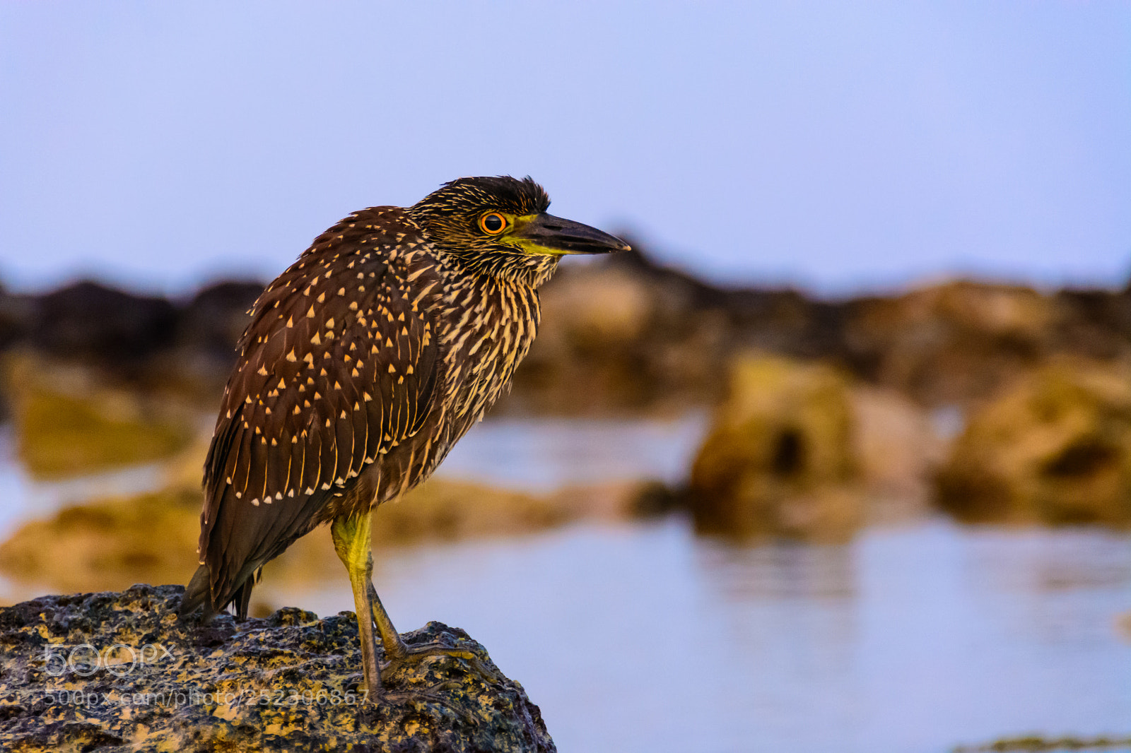 Nikon D7100 sample photo. Bird at sunset photography