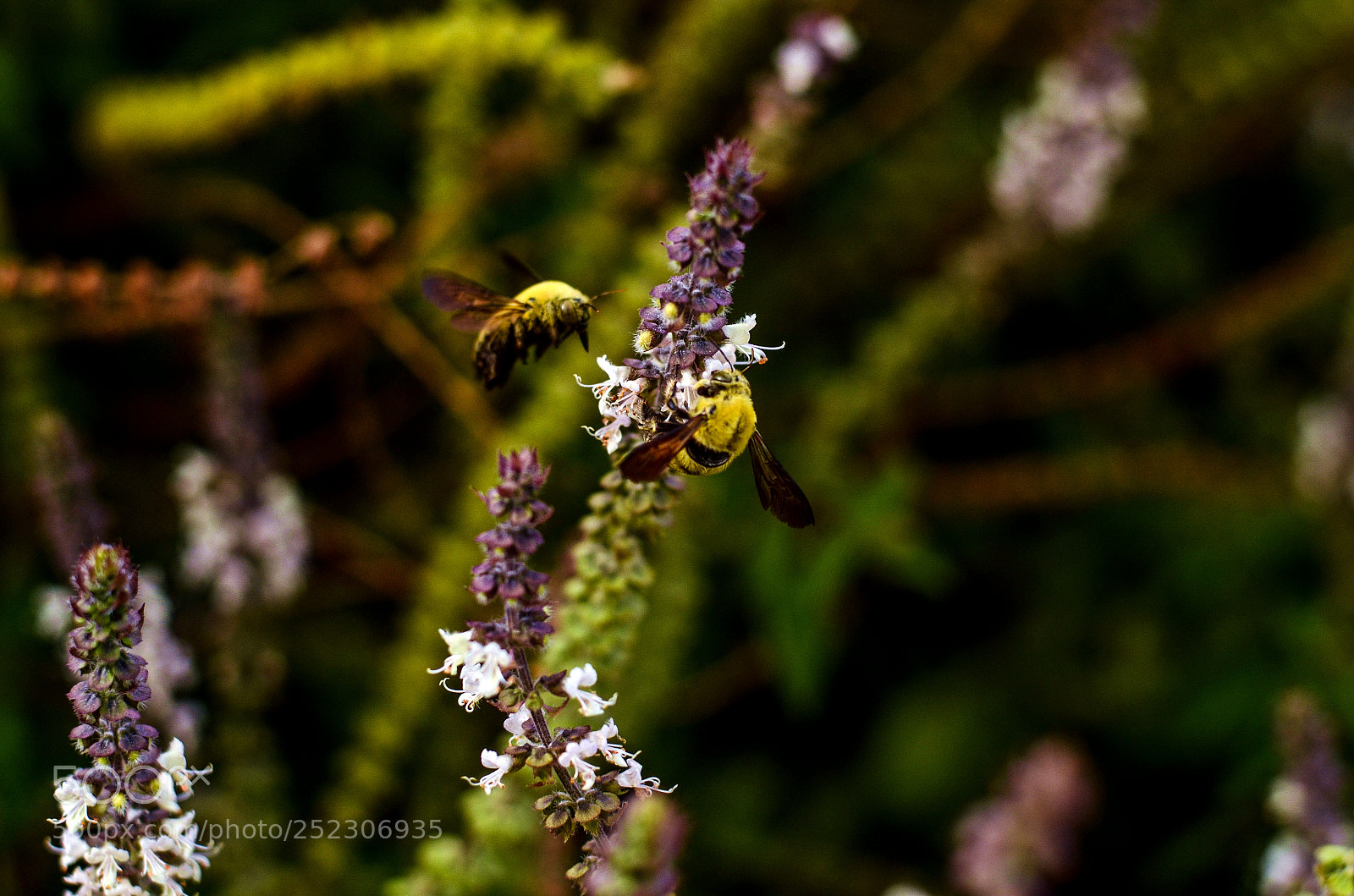 Nikon D7000 sample photo. ‫‬spring in derna! photography