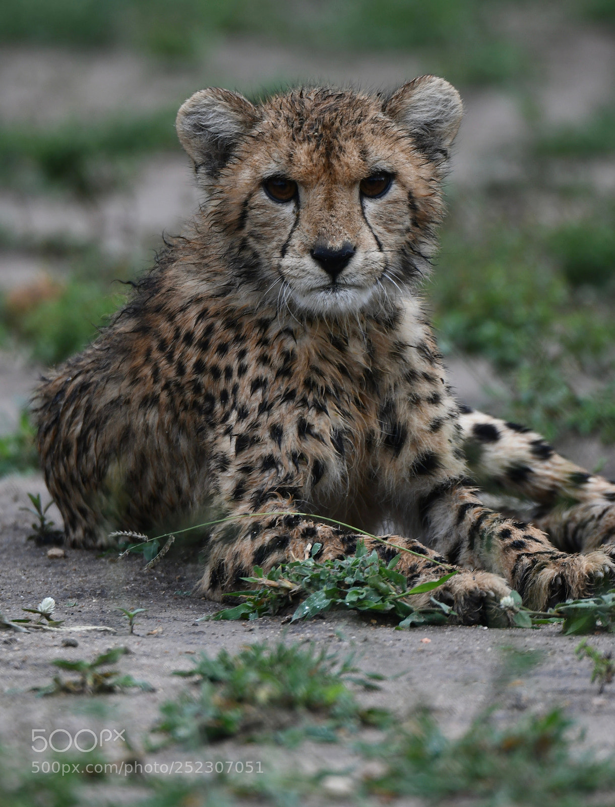 Nikon D500 sample photo. Junior cheetah photography