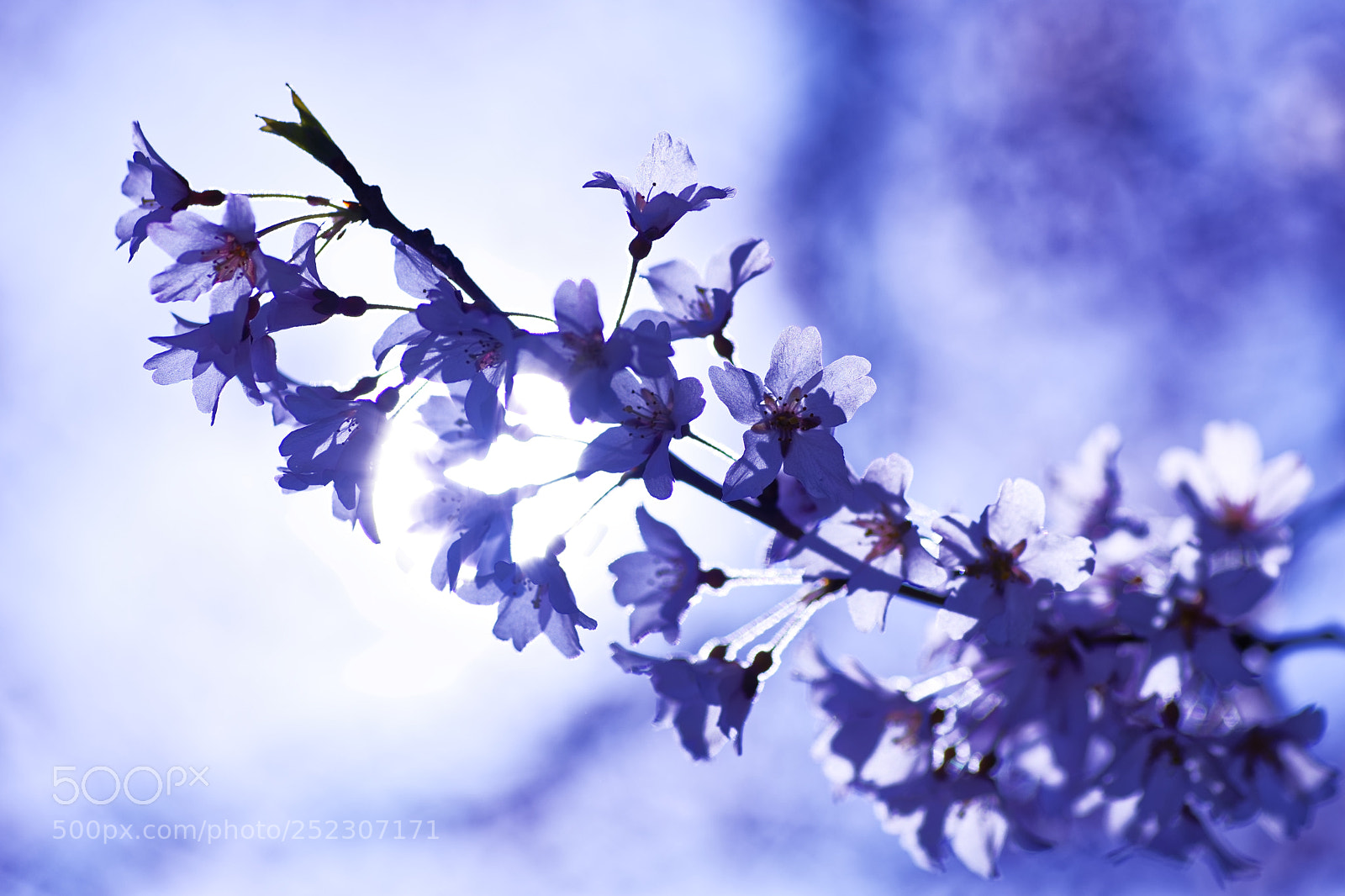 Nikon D850 sample photo. Cherry blossoms in the photography