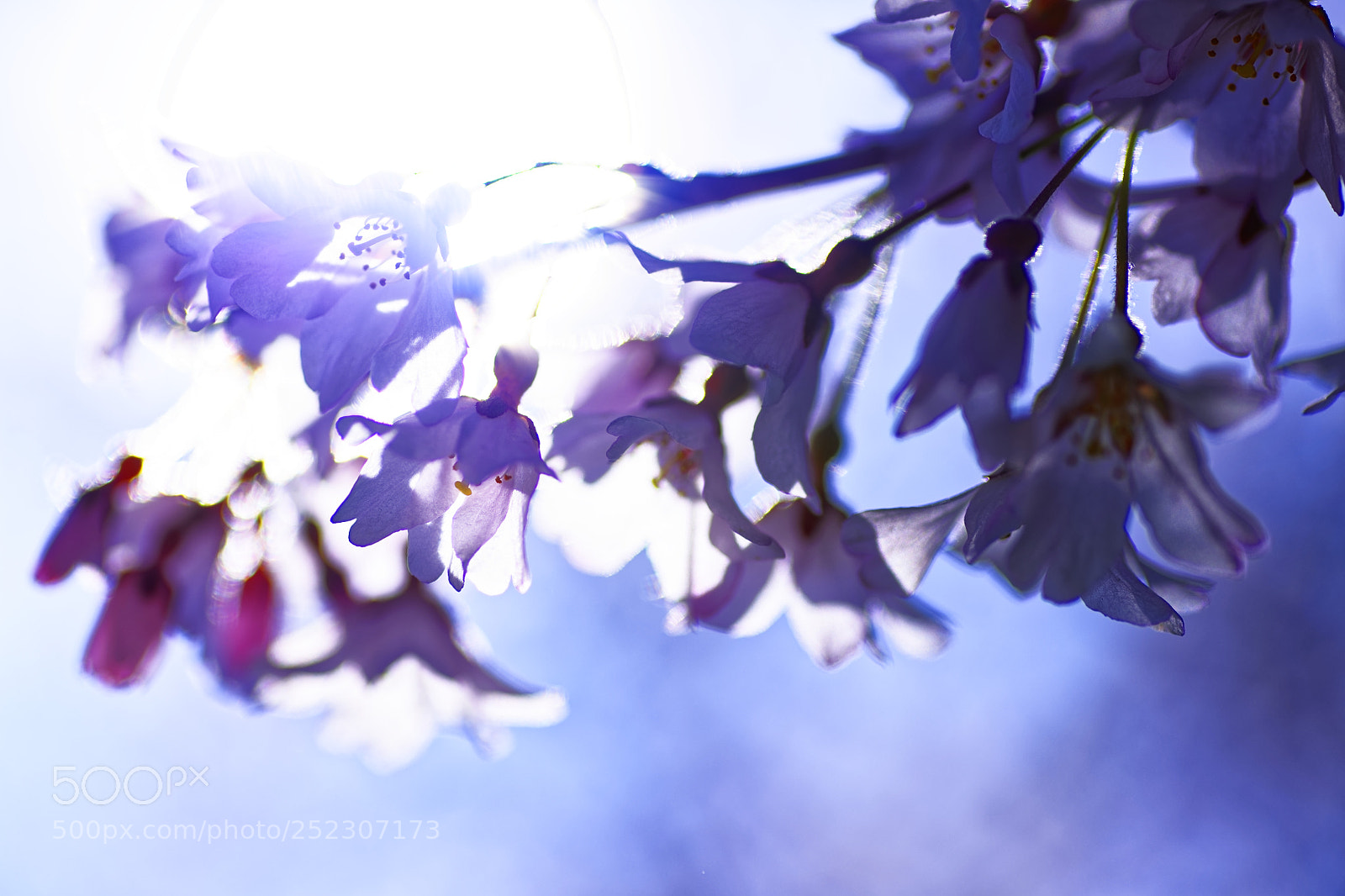 Nikon D850 sample photo. Cherry blossoms in the photography