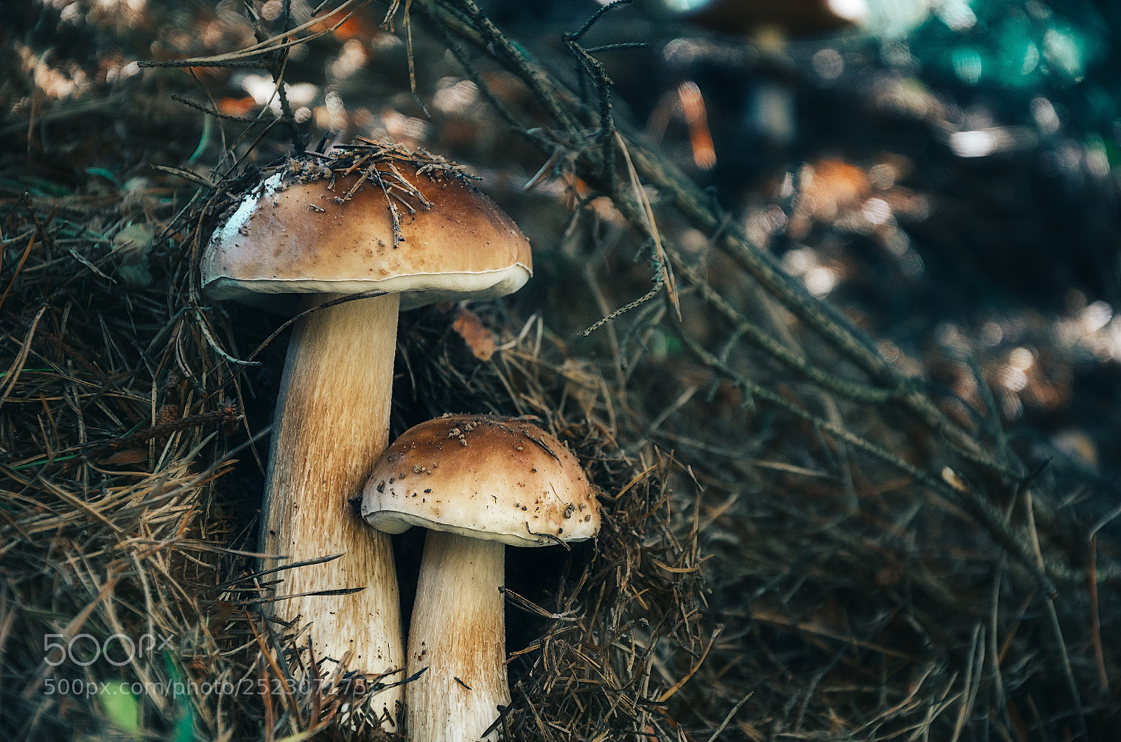 Nikon D7000 sample photo. White mushrooms photography