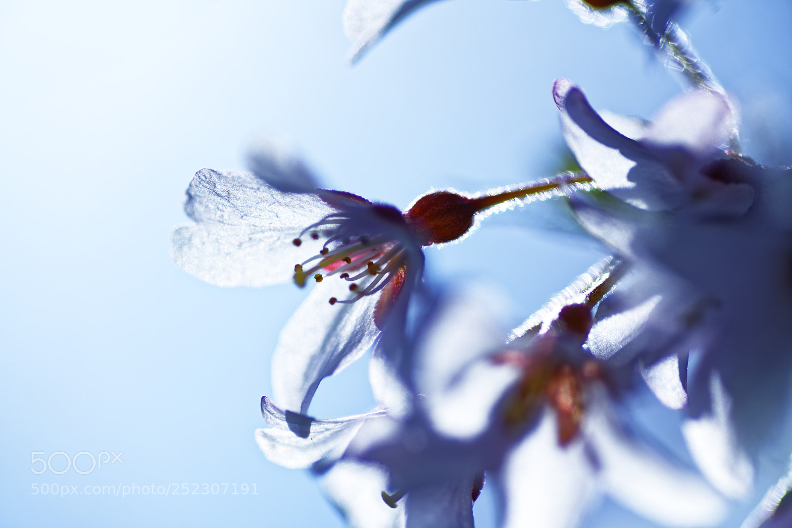 Nikon D850 sample photo. Blossom in the light photography