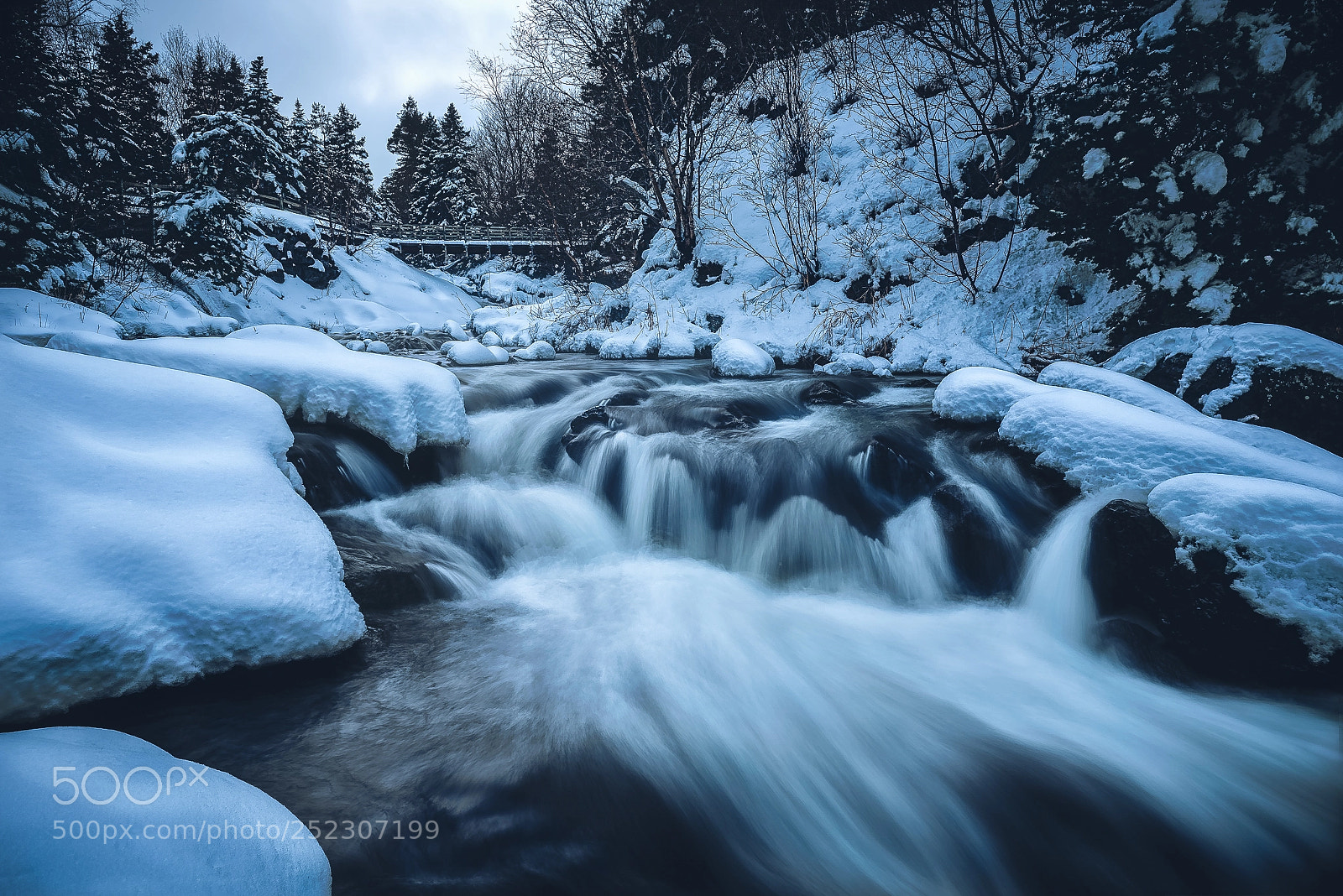 Nikon D810 sample photo. Winter scene bowring park photography