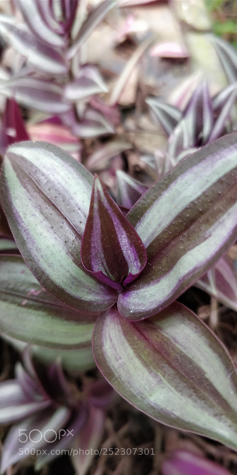 OnePlus 5T sample photo. Hope! photography