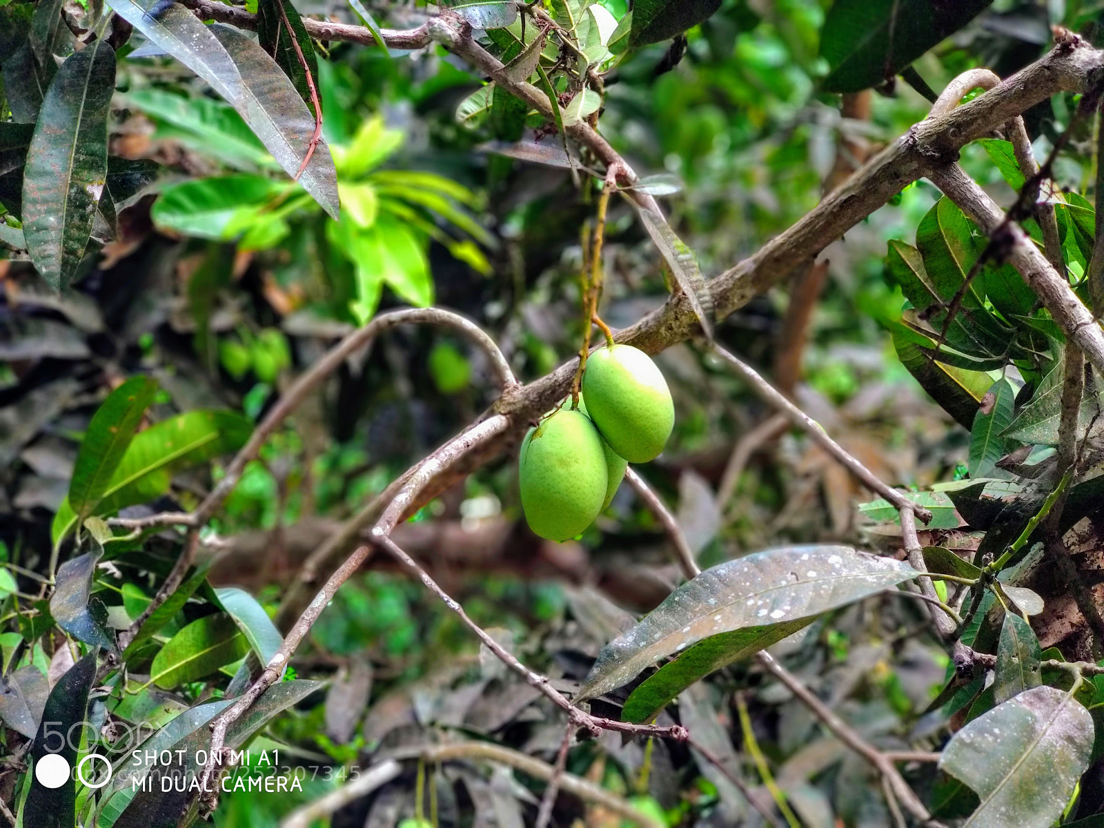 Xiaomi Mi A1 sample photo. Triples photography