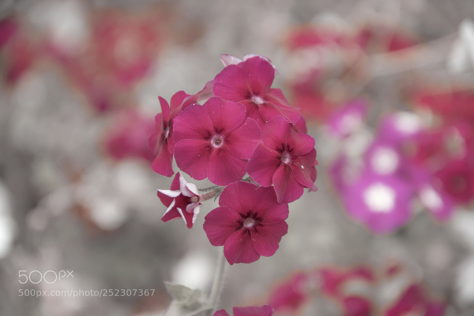 Canon EOS 7D sample photo. Flowers photography