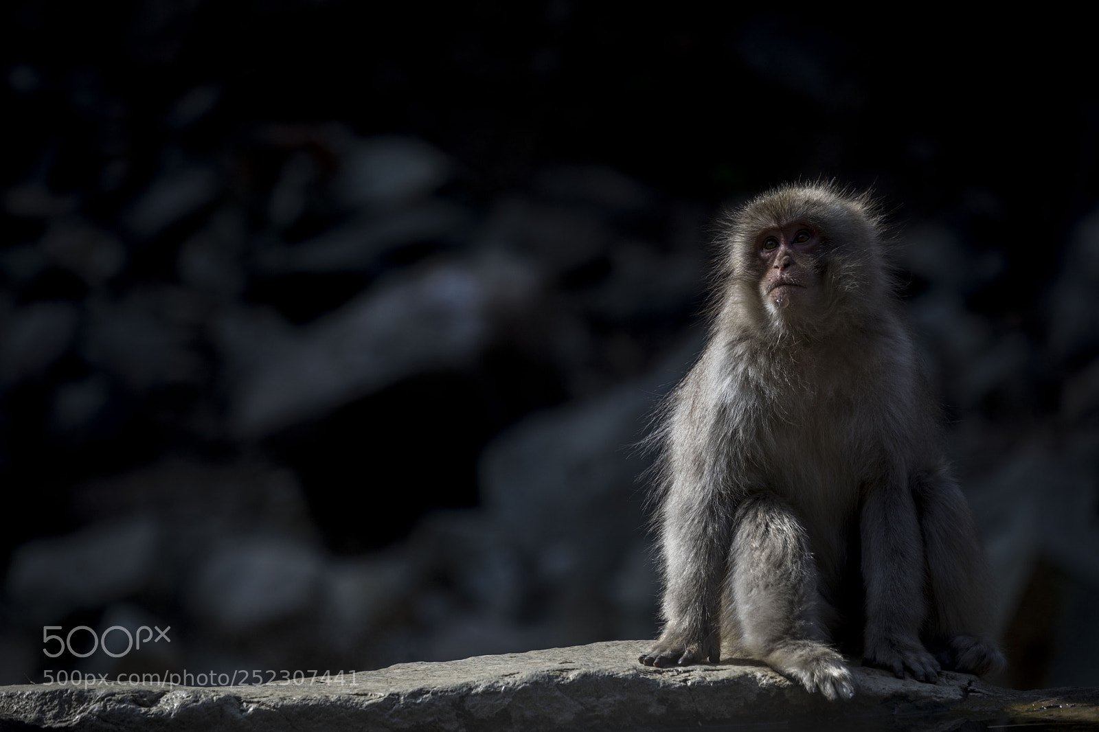 Canon EOS 5D Mark IV sample photo. サルがいた。 photography