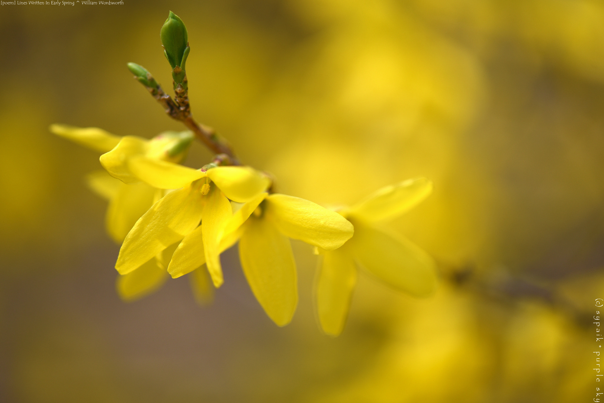 Nikon AF-S Micro-Nikkor 105mm F2.8G IF-ED VR sample photo. Lines written in early spring *** photography