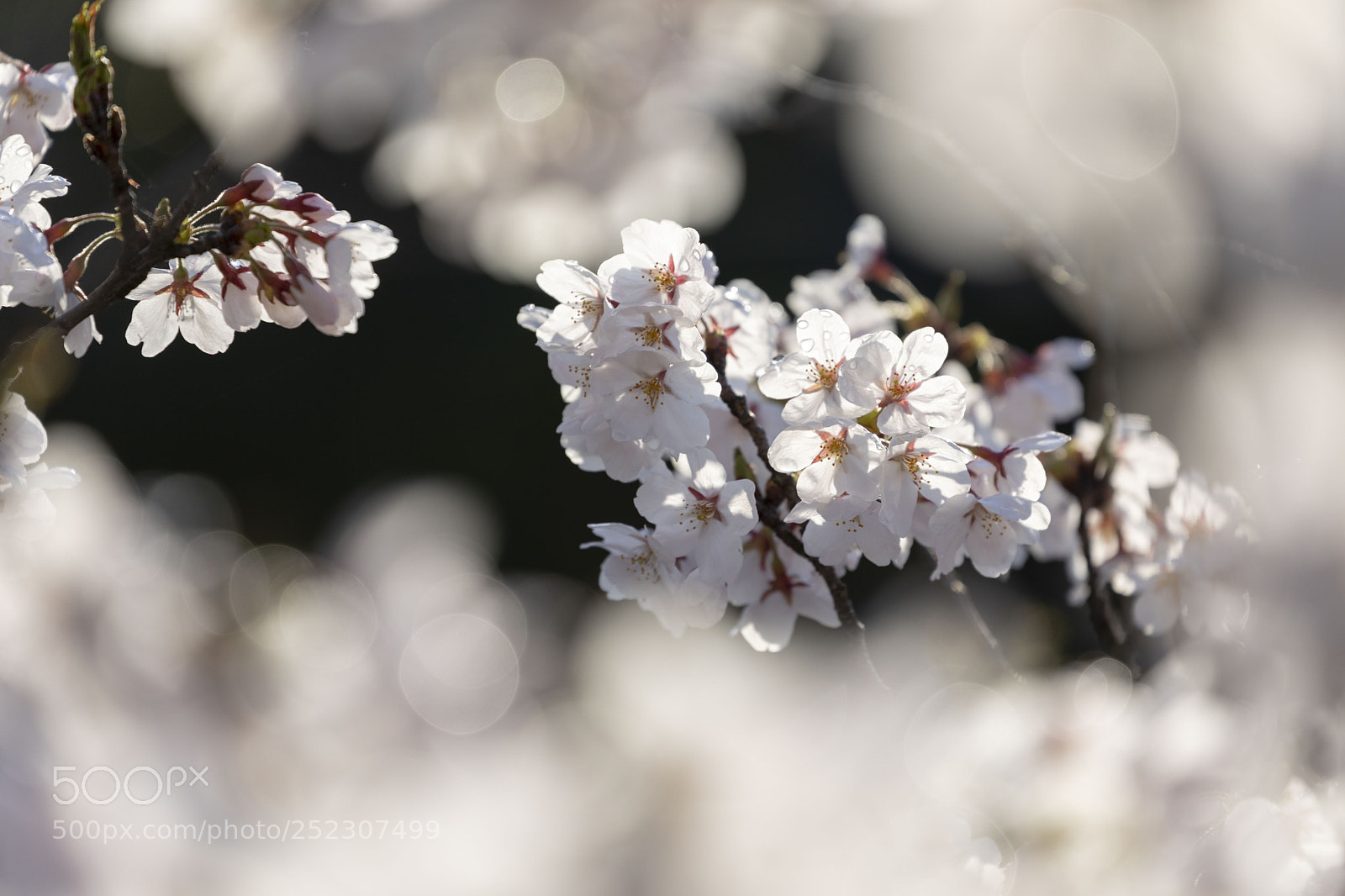 Canon EOS 5D Mark IV sample photo. ハルがきた。 photography