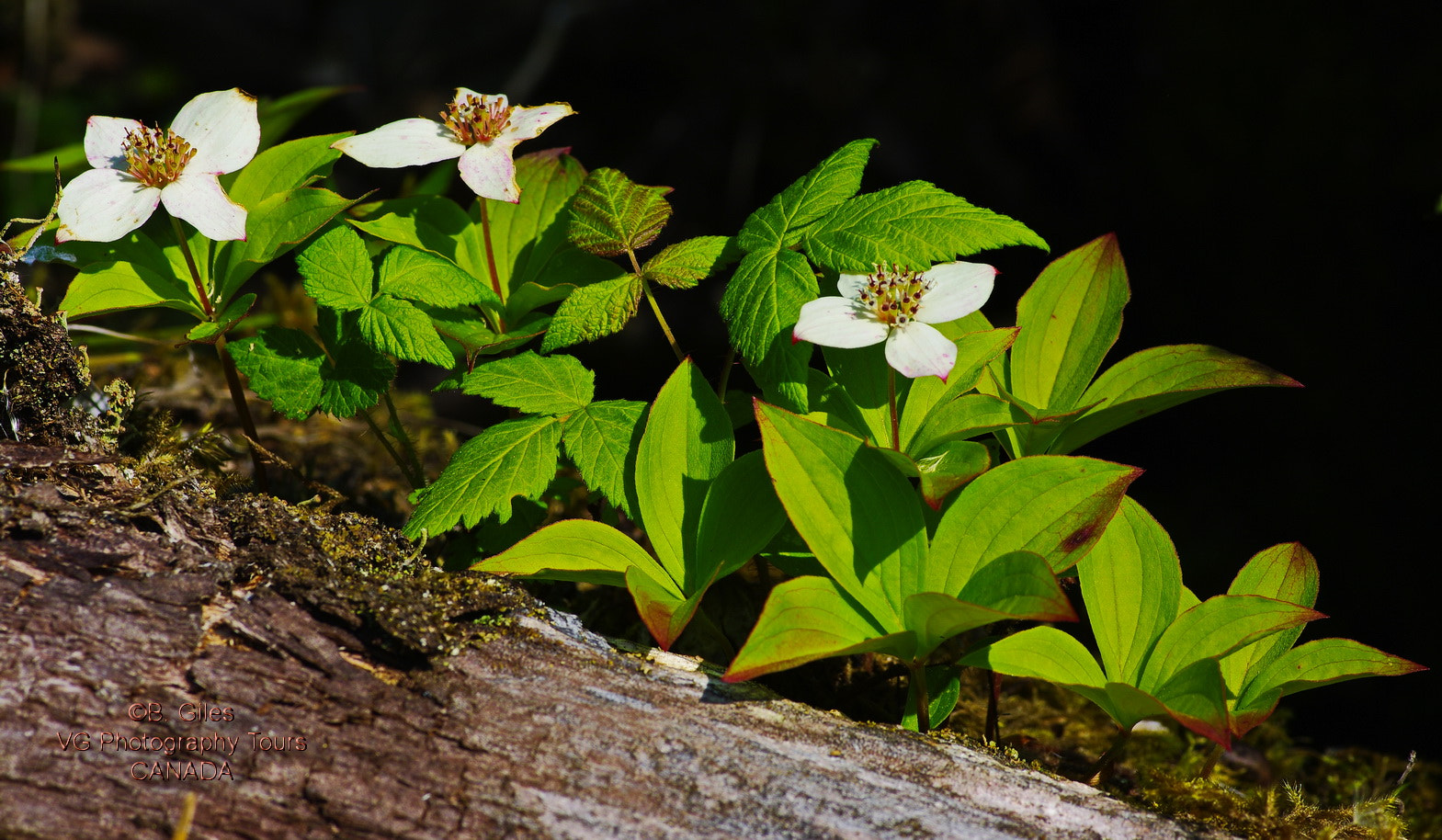 Pentax K20D sample photo. Gros morne forest floor photography