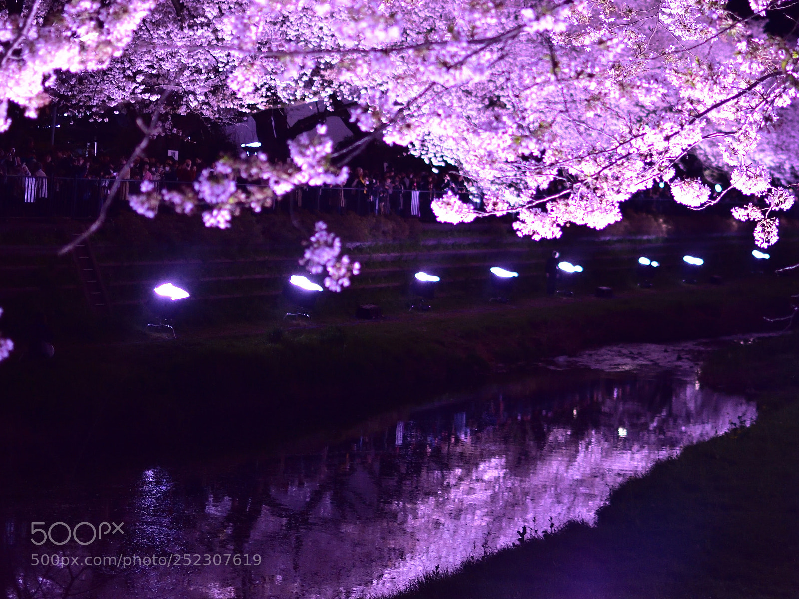 Nikon D5500 sample photo. Sakurakage(桜影) photography