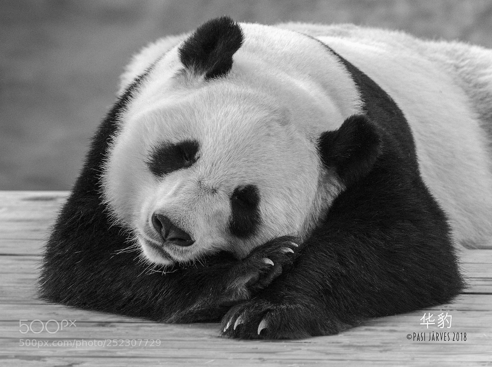 Canon EOS 5D Mark IV sample photo. Huá bào panda 熊貓 photography