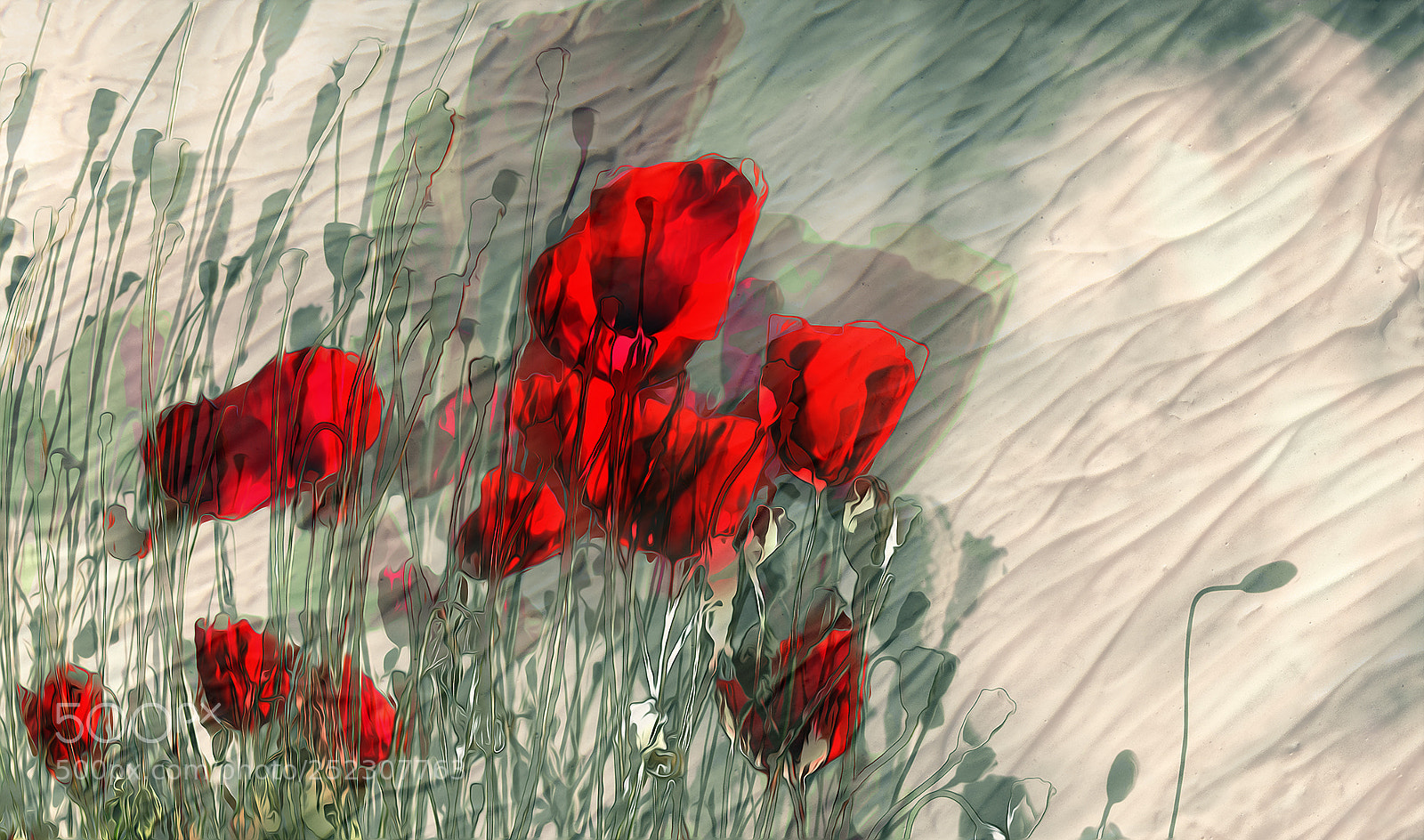 Canon EOS 40D sample photo. Dance of the poppies photography