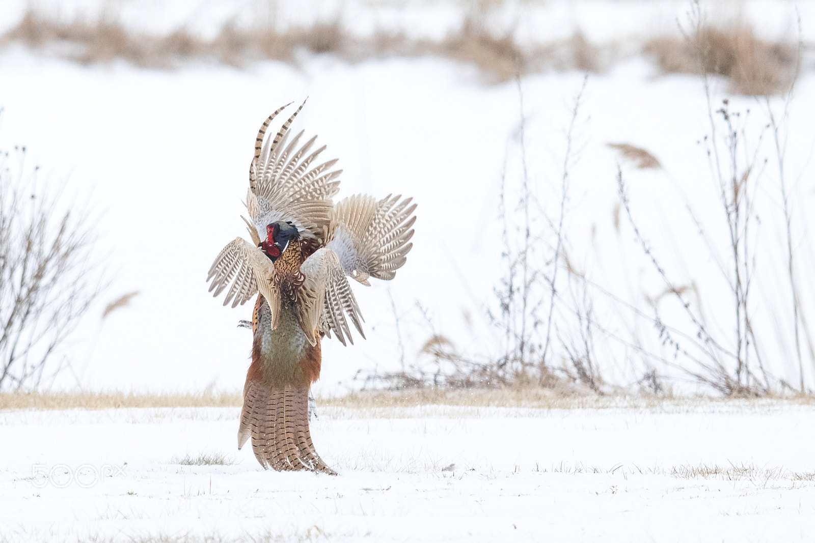 Canon EOS 5D Mark IV sample photo. Fighting pheasants photography