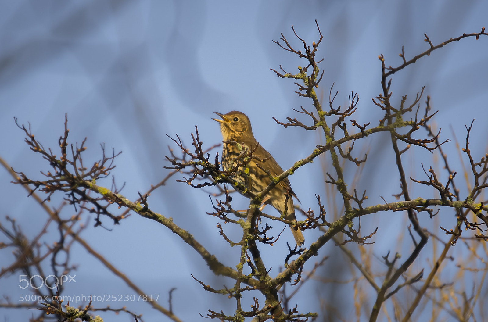Pentax K-5 sample photo. Song thrush - baron's photography