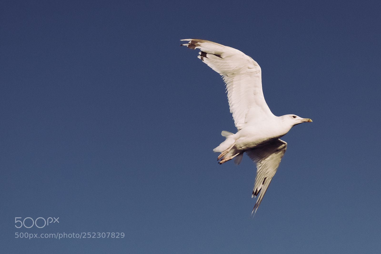 Nikon D3300 sample photo. A flying seagull photography