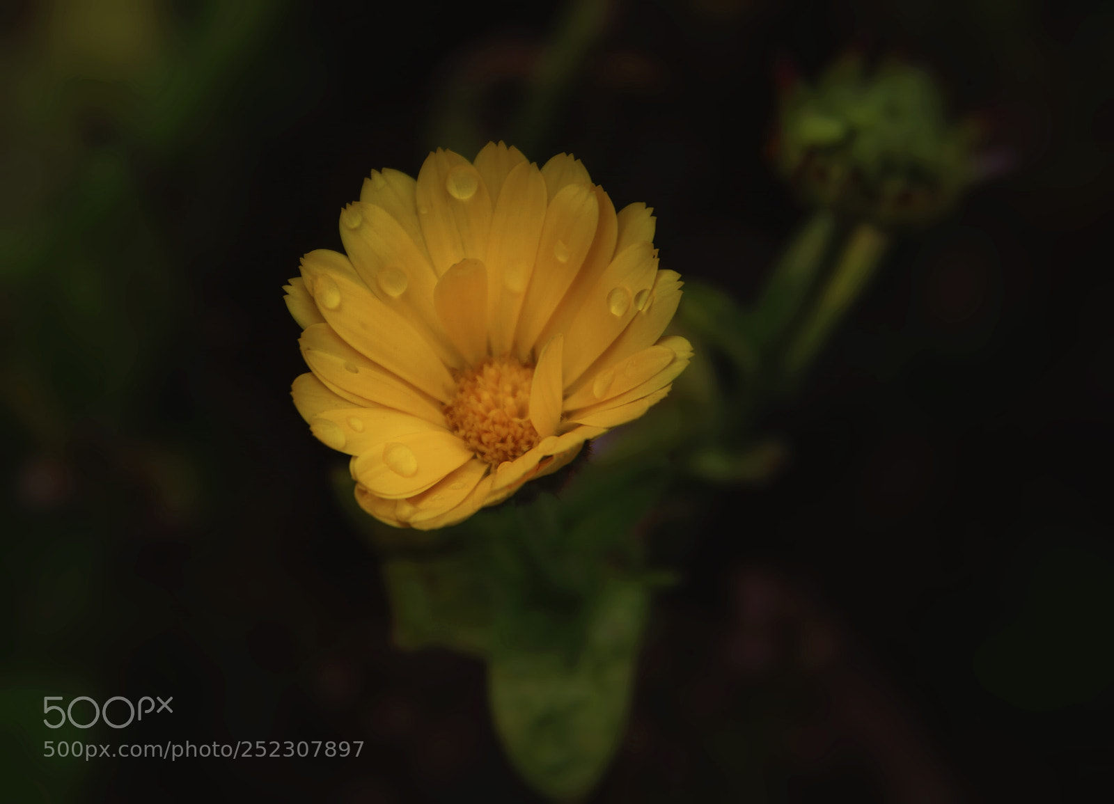 Canon EOS 7D sample photo. Flower photography