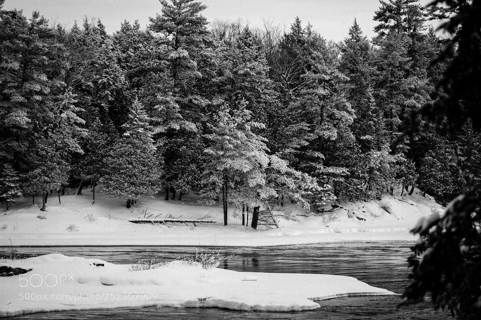 Nikon D3400 sample photo. Snowy trees photography