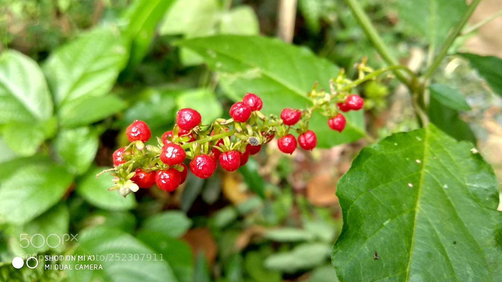 Xiaomi Mi A1 sample photo. Red dots photography
