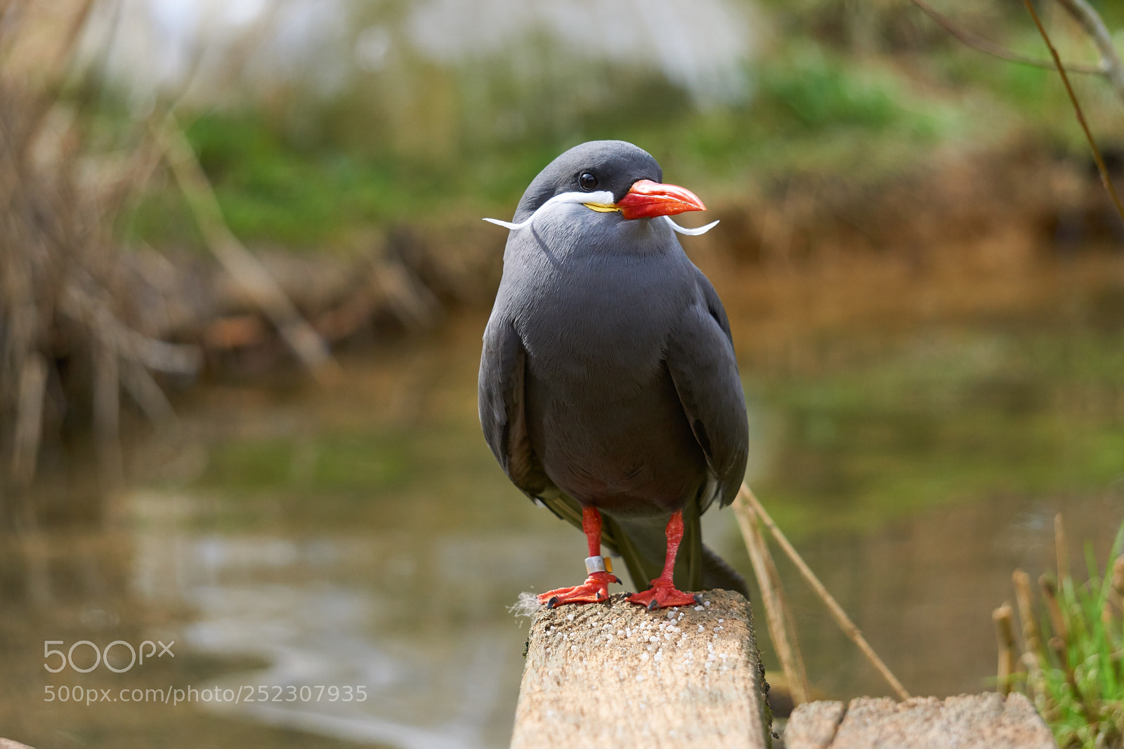 Sony a6000 sample photo. Inca tern photography