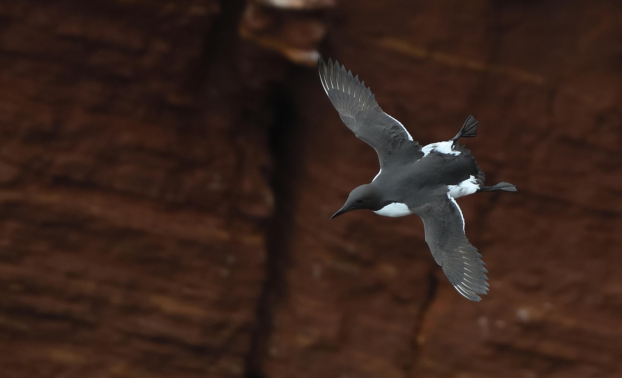 Nikon D850 + Nikon AF-S Nikkor 500mm F4G ED VR sample photo. Common guillemot photography