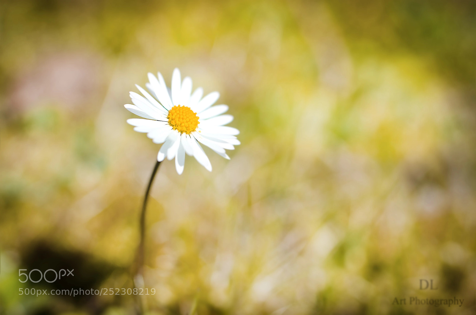 Nikon D7000 sample photo. Solitaire photography