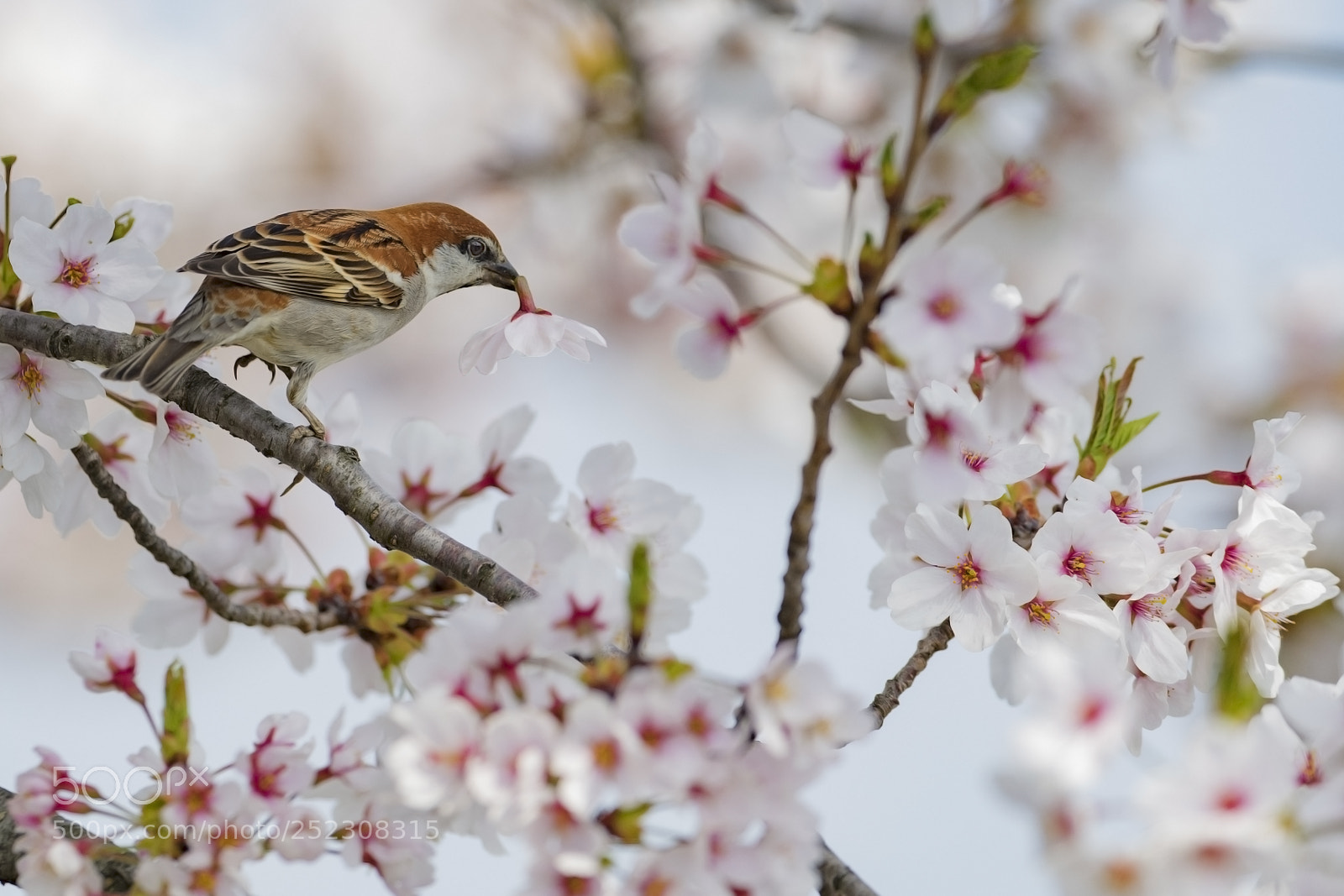 Nikon D5 sample photo. Russet sparrow   ニュウナイスズメ photography