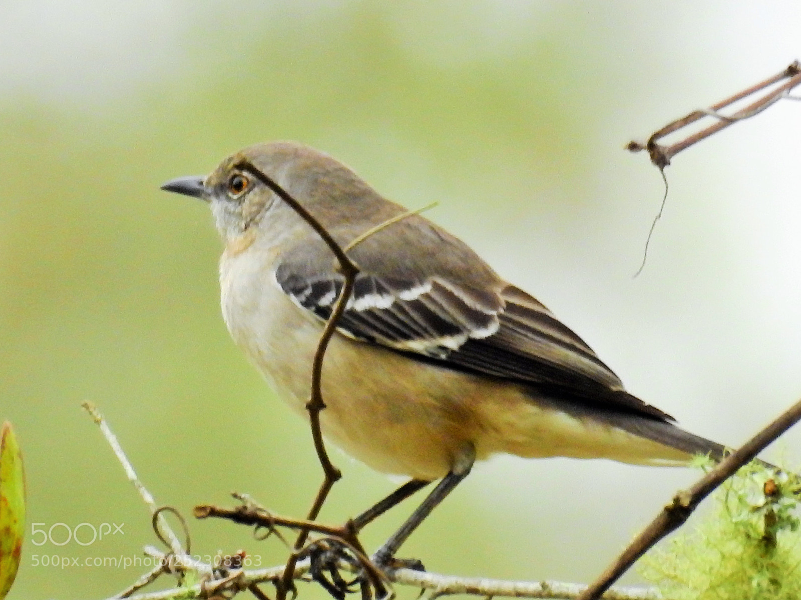 Nikon Coolpix P900 sample photo. Songbird photography