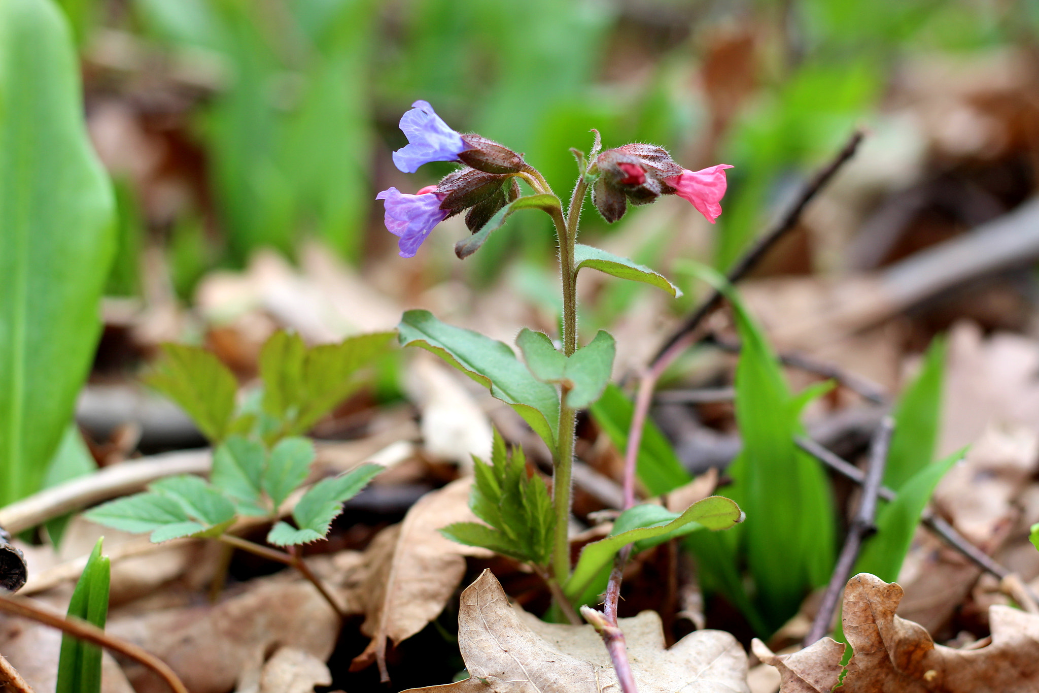 Canon EOS 100D (EOS Rebel SL1 / EOS Kiss X7) + Canon EF 50mm F1.8 STM sample photo. Pulmonaria officinalis photography