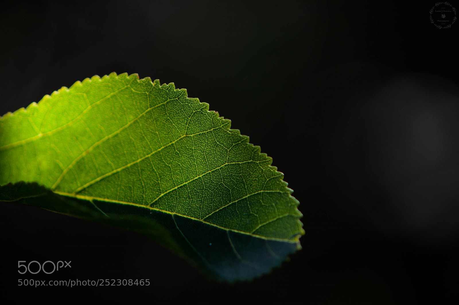 Nikon D7100 sample photo. Veiny leaf photography