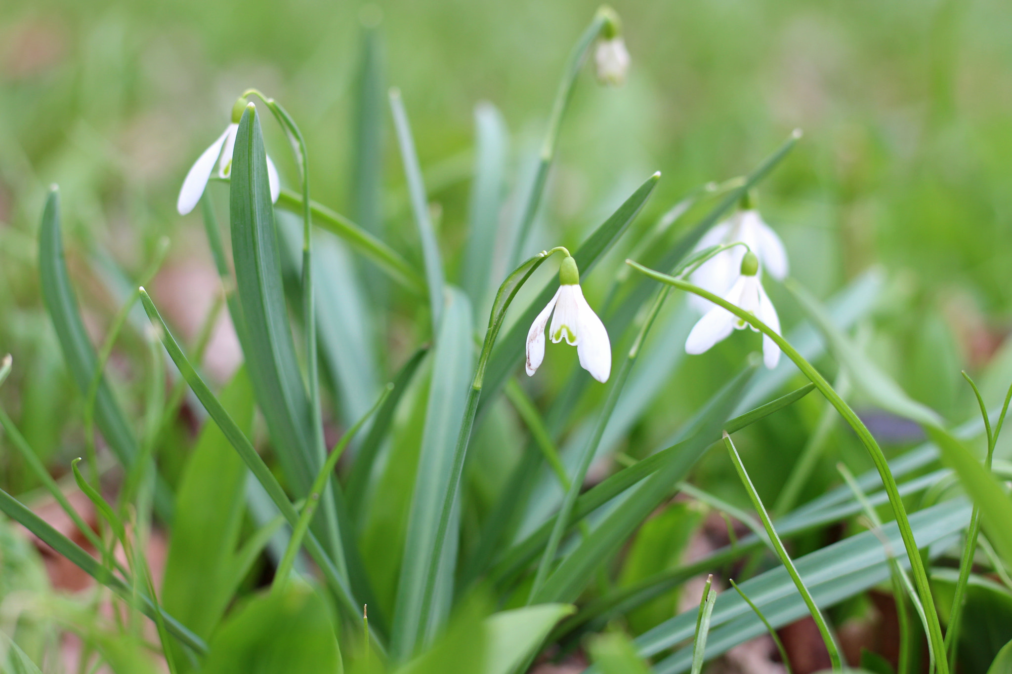 Canon EOS 100D (EOS Rebel SL1 / EOS Kiss X7) + Canon EF 50mm F1.8 STM sample photo. Galanthus nivalis photography