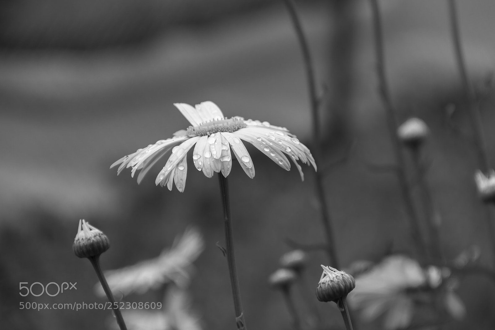 Canon EOS 7D sample photo. Flowers photography